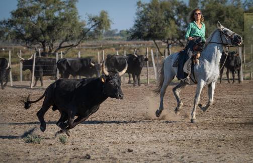 Sorting bulls 3