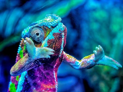 Dancing chameleon