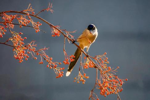 Azure-winged magpie4