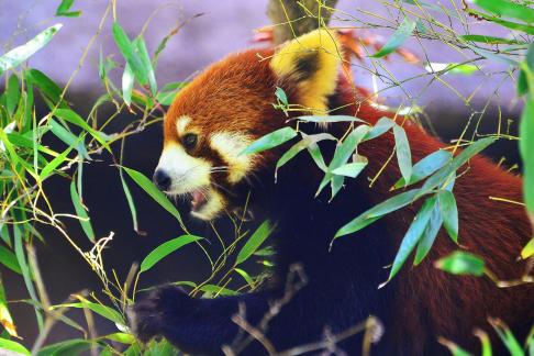 Red panda