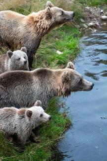 Four Bears waiting