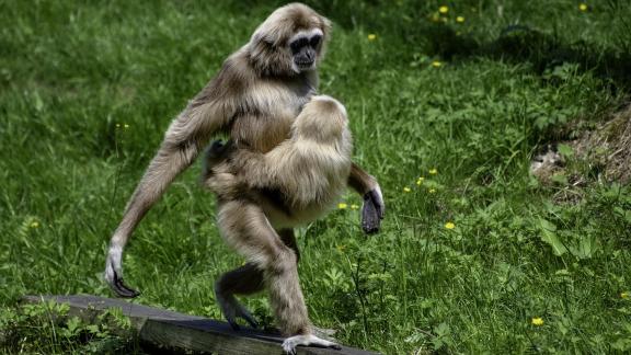 Gibbon balancing baby