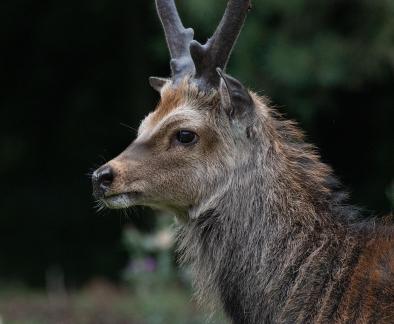 Sika stag