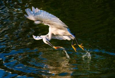 Sudden fish catching