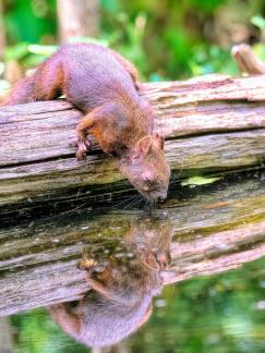 Squirrel drinking