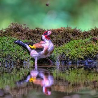 Goldfinch