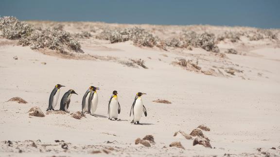 Pinguinos rey en las dunas