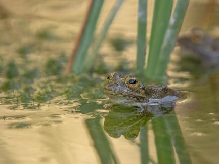 Golden Eyed Frog