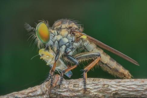 Robber Fly 13