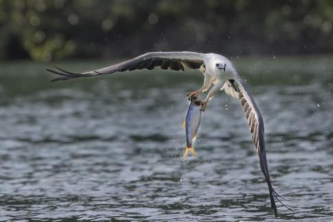 White-bellied Sea Eagle 14