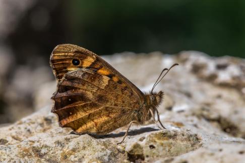 BUTTERFLY CHANIA