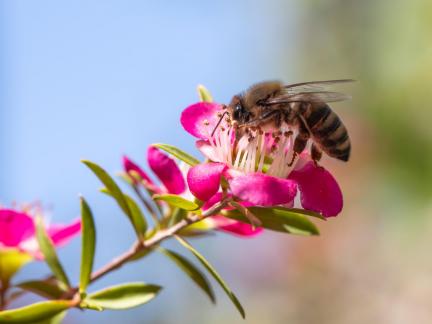 HONEY BEE CHANIA