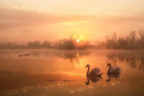 Morning Mist Over Swan Lake