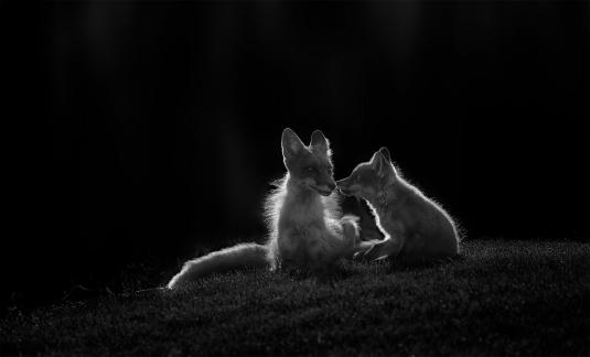 Fox Mather And Cub