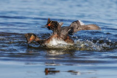 Eared Grebes Fightingh