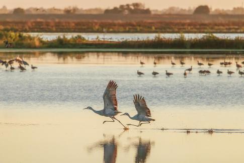 Flying At Sunrise