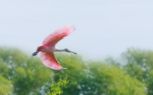 Roseate Spoonbill In Flight