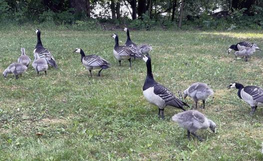 Geese 8