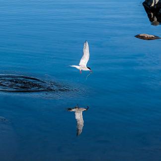 Catching Dinner