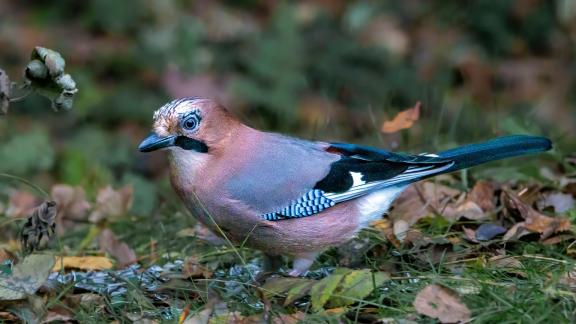 Eurasian Jay 3a