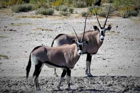 Oryx antelopes watchful