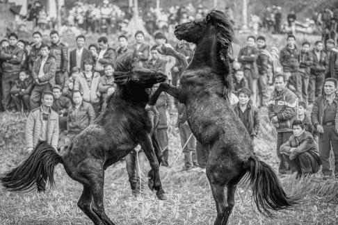 Horse fighting35