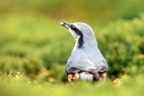 Nuthatch in moss