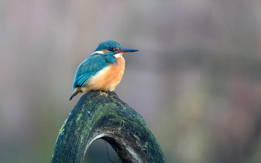 Resting Kingfisher