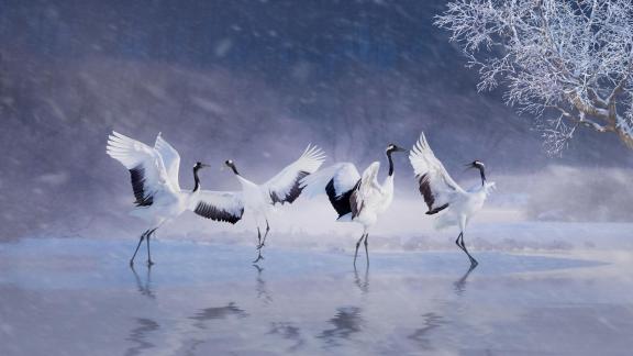 Crane dance1