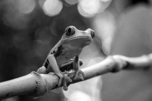 Tree frog1