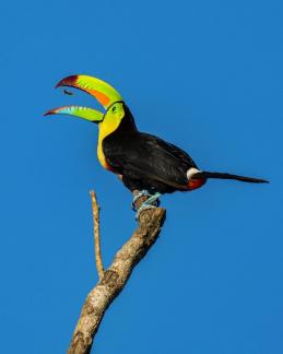 Toucan1