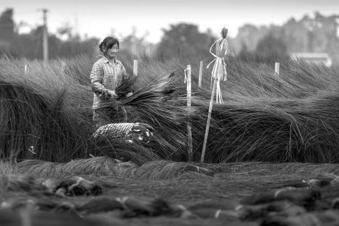 Cutting rush grass10