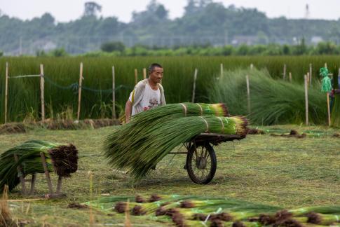 Cutting rush grass9