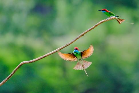 Fly to the branch