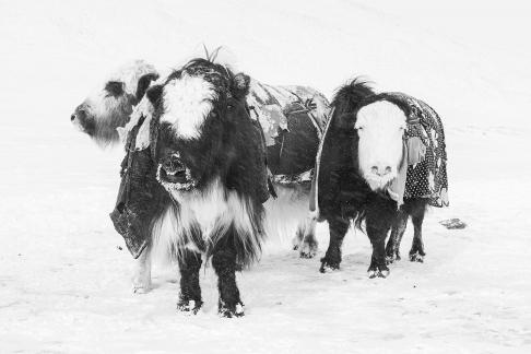 3 Cattle in Snowstorm