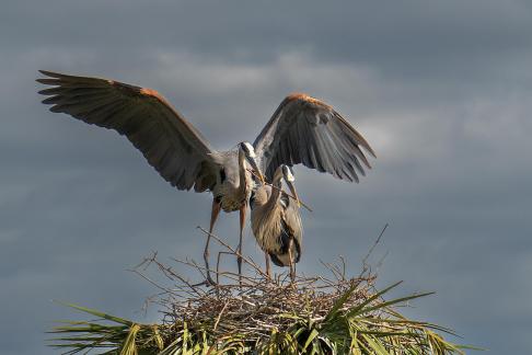 GBH Nest Stick Handoff