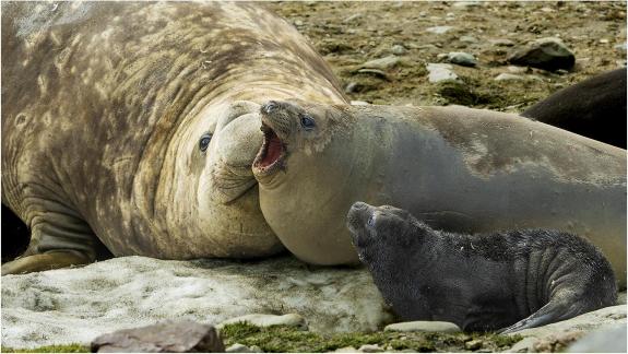 So Elephant Seal Family 01