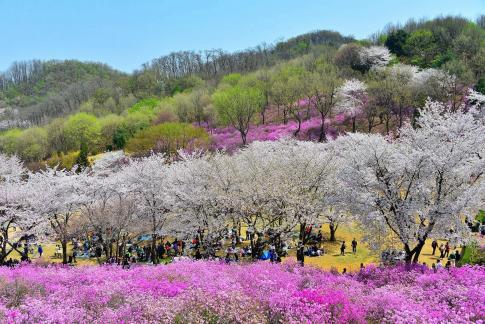 Flower viewing 03