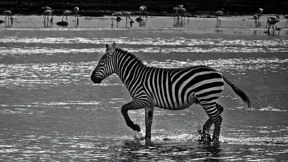 zebra crossing