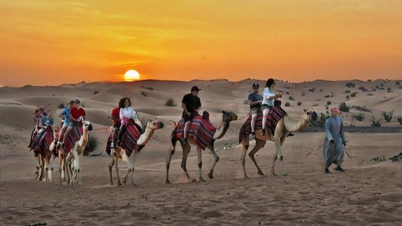 Riding camels in Dubai