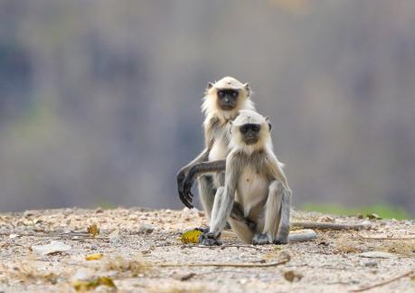 Langur Pair