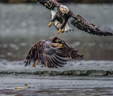 Juvenile Eagle Being Bullied