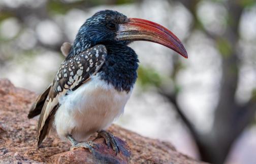 Lonely Hornbill