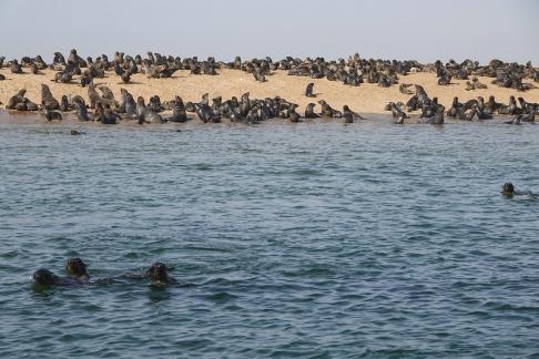 Cape seals_6