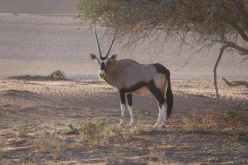 Oryx gazella_9