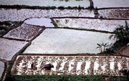 Vietnamese agriculture