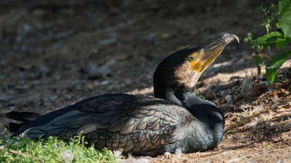 Cormoran a Upie