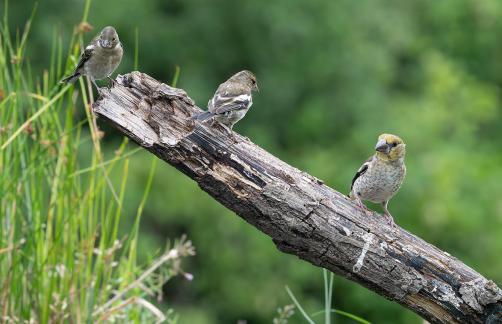 Trio en observation