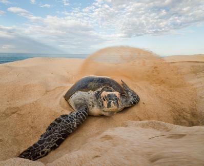 turtle covering nest le 19s