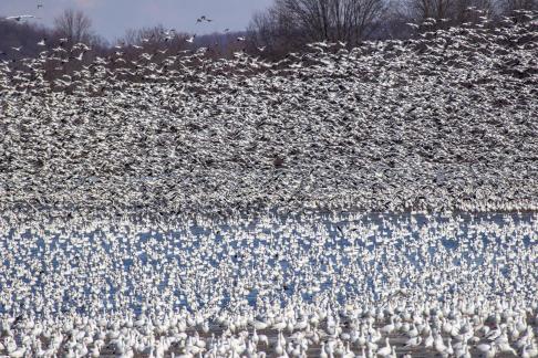 Thousands of Snow Geese